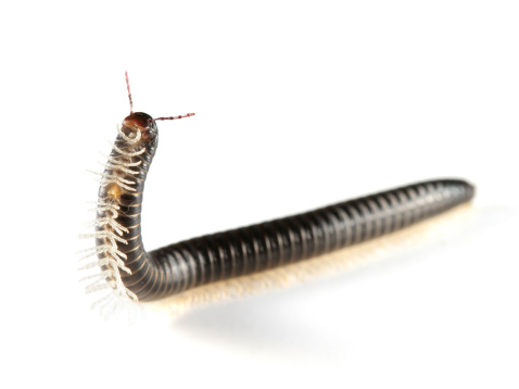 Close up macro of American giant millipede - Narceus americanus - crossing dirt road.  an arthropod native to eastern part of north america.