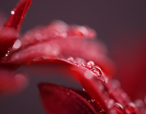 Closeup shot of water droplets on a leaf