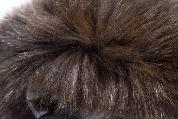 istock Animal hair 1082210994