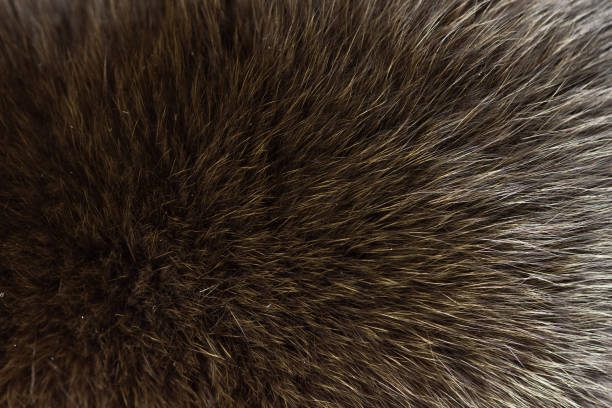 istock Animal hair 1082211170
