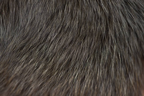 istock Animal hair 1082211186
