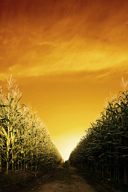 corn field close-up stock photo