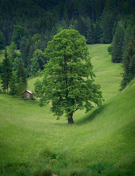 Idyllic nature landscape with old isolated lonely small wooden cottage hut surrounded with forest in the mountains in Black Sea Region, Turkey. Get away and escape from this world for the quiet calm solitary souls concepts.