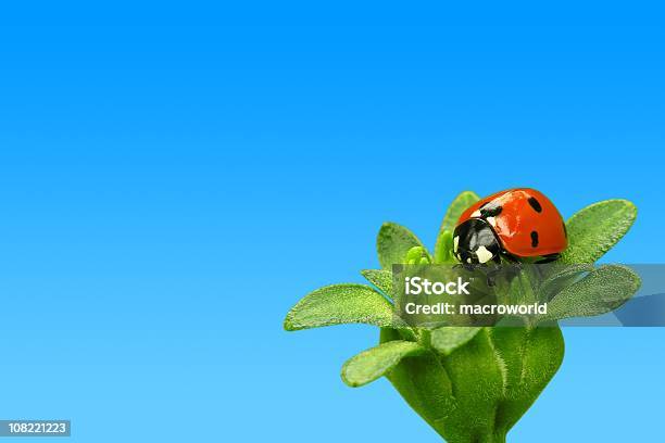 Ladybug On Flower Stock Photo - Download Image Now - Close-up, Flower, Ladybug