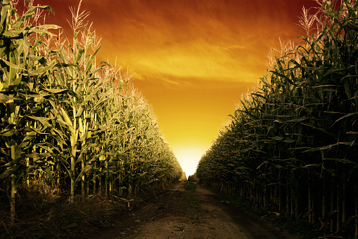 Scenic view of agricultural field against dramatic sky at sunset