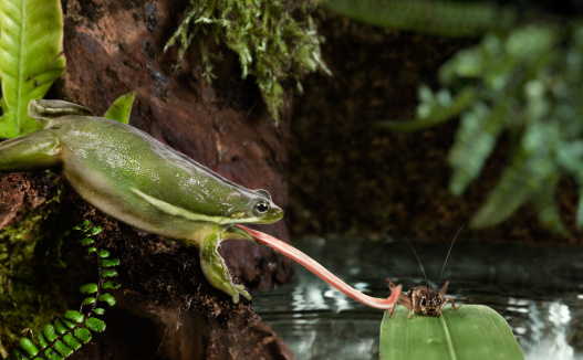 An exotic frog catching a cricket in the jungle. Animals are real and shot with super high speed strobes (1/2850s).
