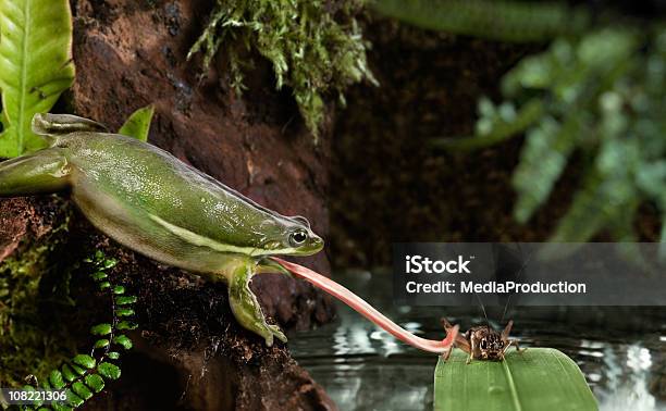 Frog Catching Cricket With Tongue Stock Photo - Download Image Now - Frog, Eating, Animal Themes