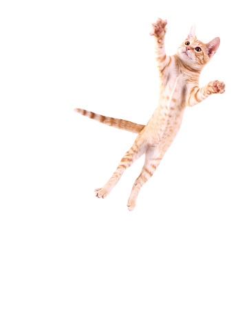 Cat Jumping

[url=http://www.istockphoto.com/search/lightbox/9688202][img]http://www.spxchrome.com/images/Cat_Lightbox.jpg [/img][/url]