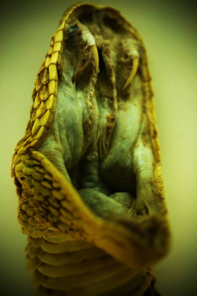 istock Preserved Snake Showing Fangs With Open Mouth 108221350