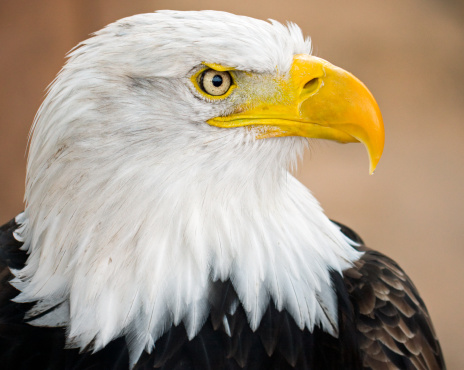 A close-up  of a bald eagle (Haliaeetus leucocephalus) from the back spreading its wings wide open, black background, copy space, negative space, minimalism