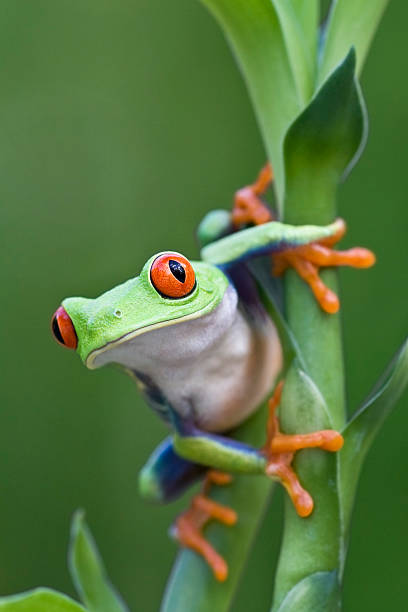Red-eyed Tree Frog Ready to Leap Off Plant