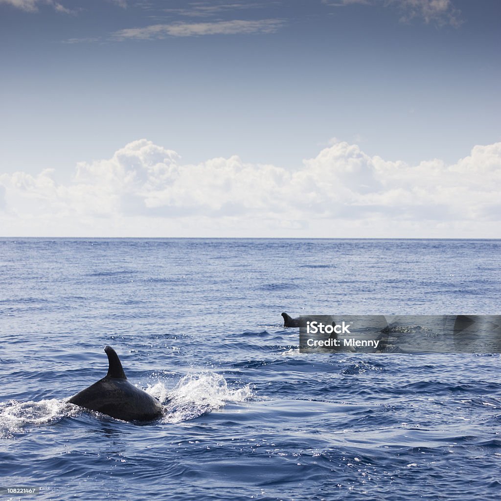 Trzy delfiny pływanie w oceanie - Zbiór zdjęć royalty-free (Azory)