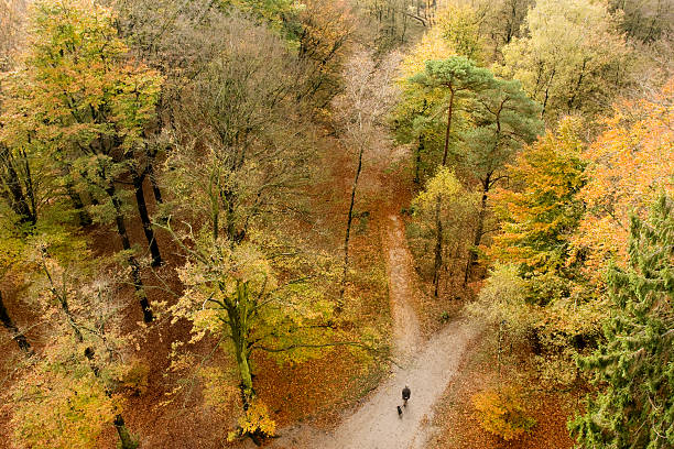 Veduta aerea del parco in autunno, autunno colorato foglia - foto stock