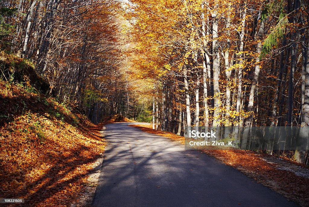 Forest Road - Foto de stock de Amarelo royalty-free