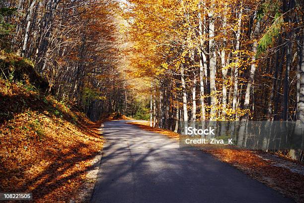 Foto de Forest Road e mais fotos de stock de Amarelo - Amarelo, Ausência, Beleza natural - Natureza