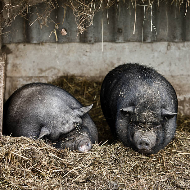 pot-bellied pigs - hangbuikzwijn stockfoto's en -beelden