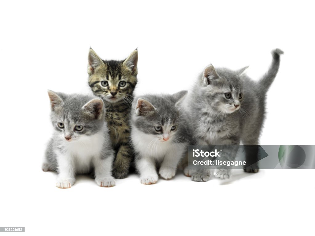 Gatinhos isolado a branco - Royalty-free Gato domesticado Foto de stock