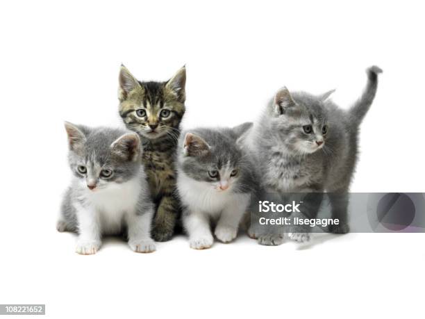 Gatinhos Isolado A Branco - Fotografias de stock e mais imagens de Gato domesticado - Gato domesticado, Fundo Branco, Gatinho