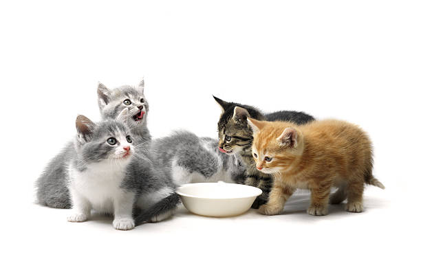 Kittens Eating From Animal Food Bowl Kittens having dinner kitten stock pictures, royalty-free photos & images