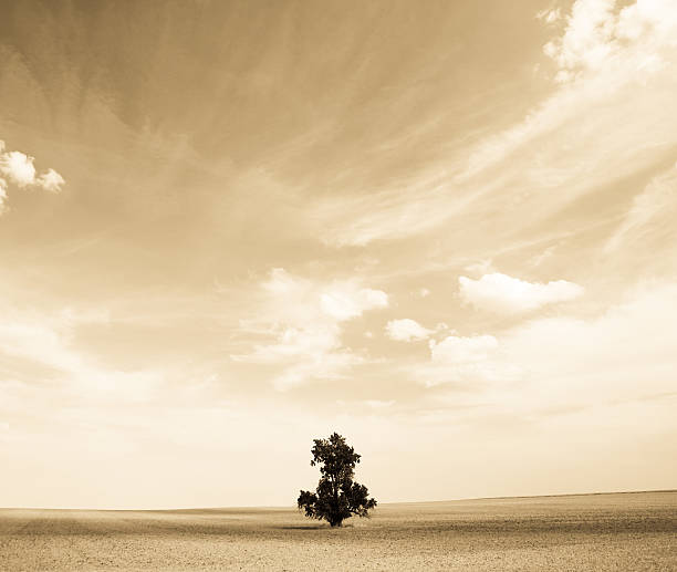 istock Lone Tree in Bare Field, Sepia Toned 108221692