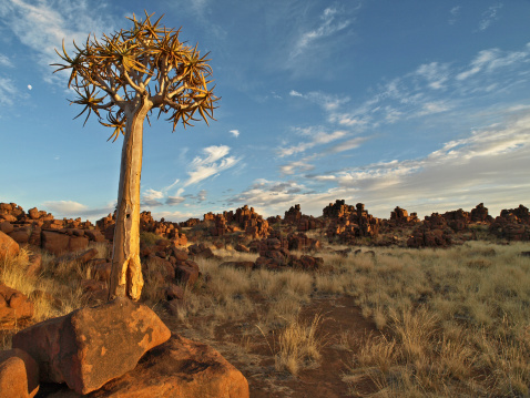 Quiver tree sits amongst the Dolerite rock field