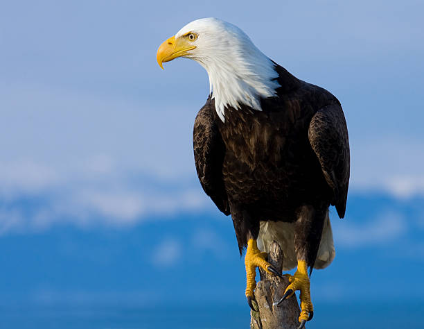 bald eagle appollaiato su palo-alaska - sea eagle immagine foto e immagini stock