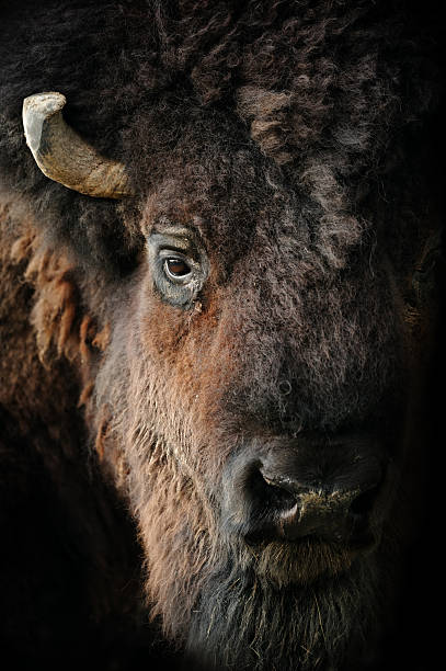 amerikanischer bison - chiaroscuro stock-fotos und bilder