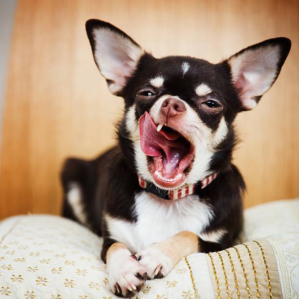 chihuahua assis sur une couverture et bâiller - chihuahua dog pets yawning photos et images de collection