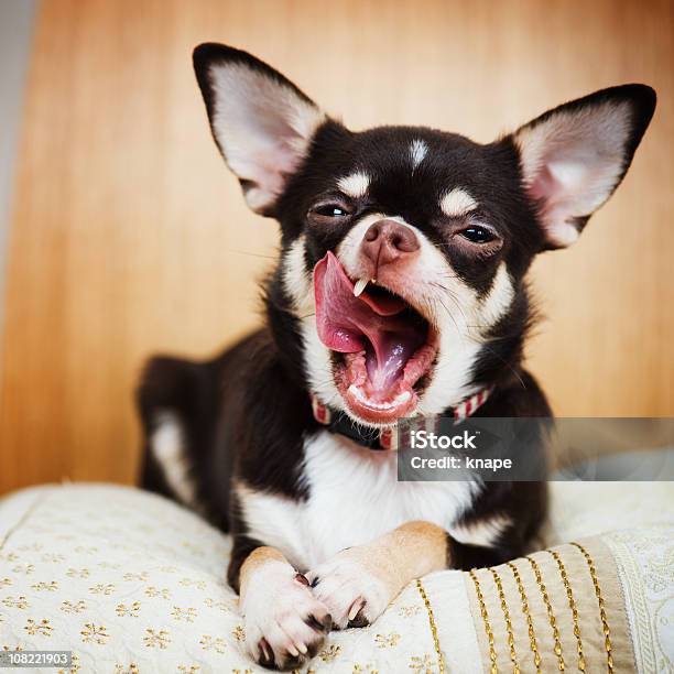 Chihuahua Sitting On Blanket And Yawning Stock Photo - Download Image Now - Dog, Yawning, Lying Down