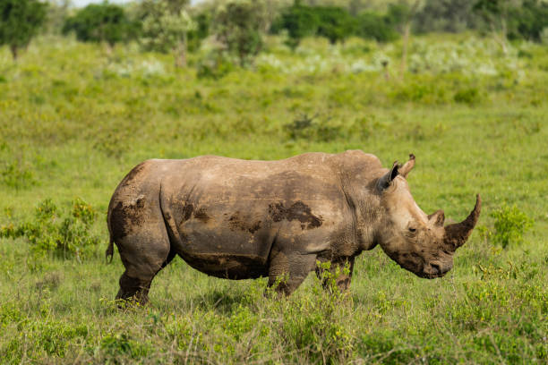 istock Rhino Walking in the Wild 1082220008