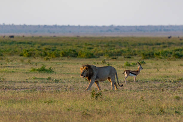 istock Lion Walking Past a Gazelle 1082220128