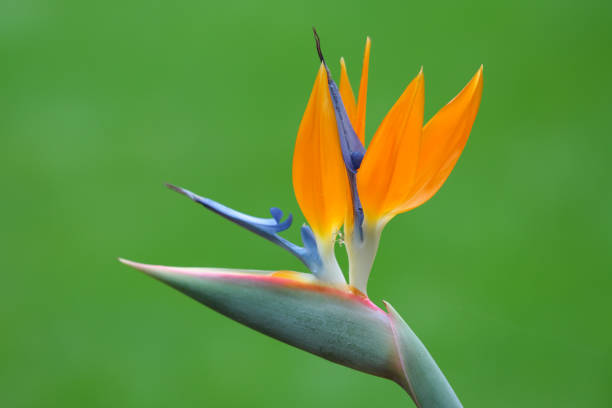 Blooming bird of paradise flower with green leaf background