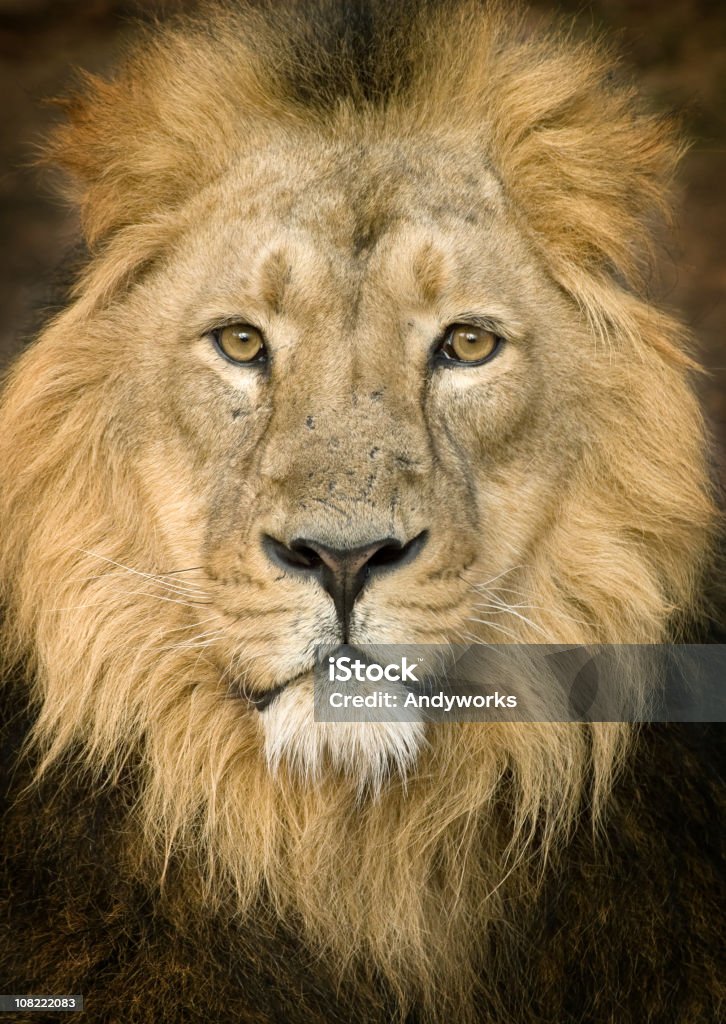 Porträt eines Löwen Blick in die Kamera - Lizenzfrei Löwe - Großkatze Stock-Foto