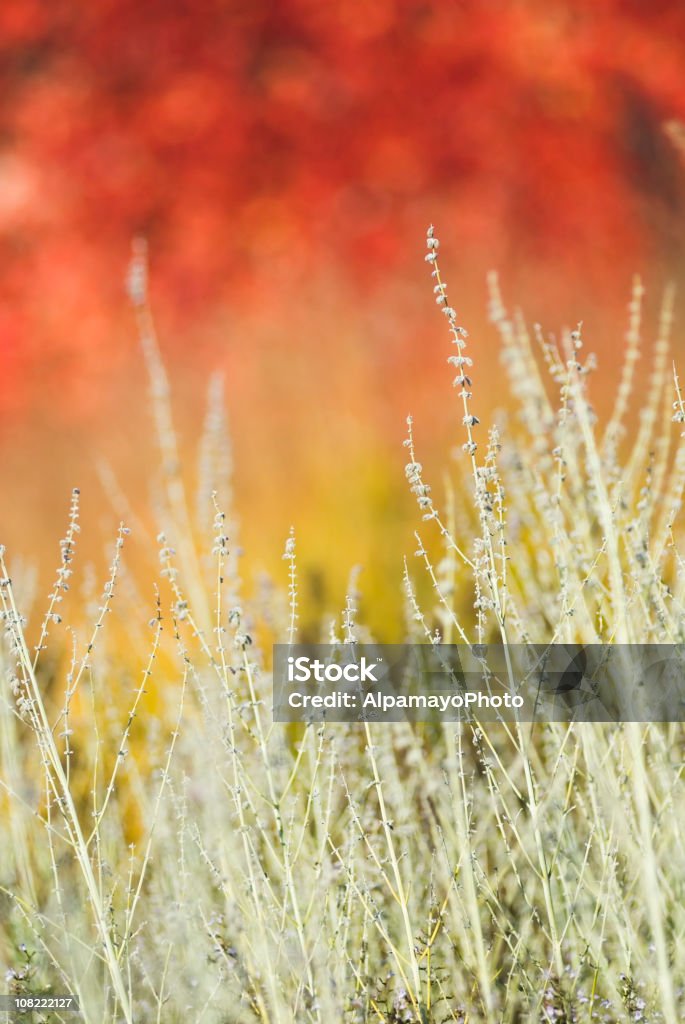 Ruso Sage en otoño-III - Foto de stock de Aire libre libre de derechos