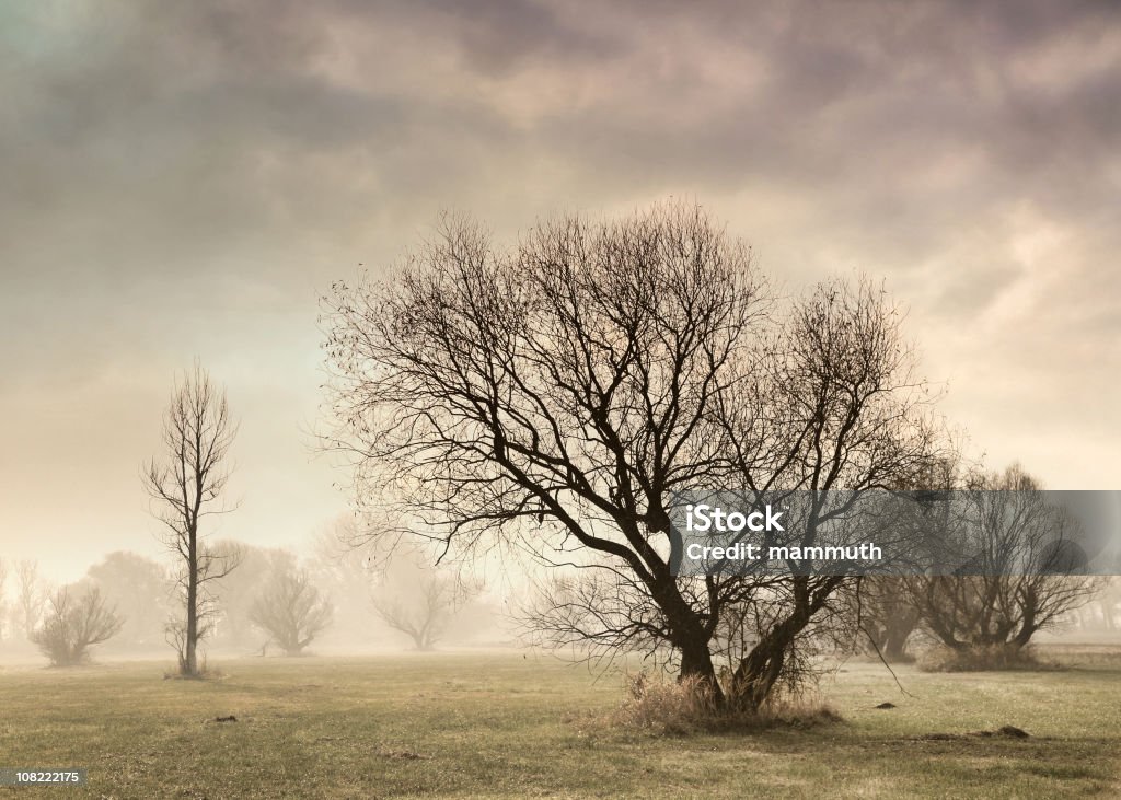 Alberi in campo con Nebbia - Foto stock royalty-free di Alba - Crepuscolo