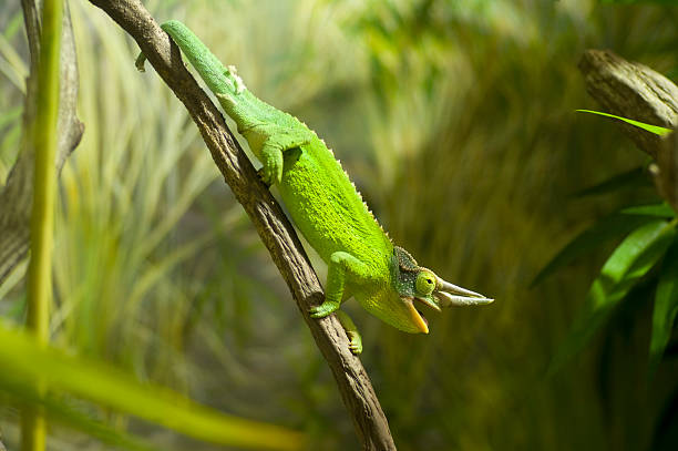 istock Jackson's chameleon, Chamaeleo jacksonii, on branch 108222213