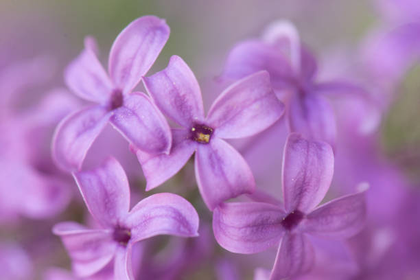 istock Macro of Wild Lilacs 1082222522