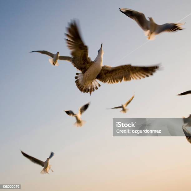 Bando De Pássaros - Fotografias de stock e mais imagens de Animal - Animal, Asa de animal, Bando de pássaros