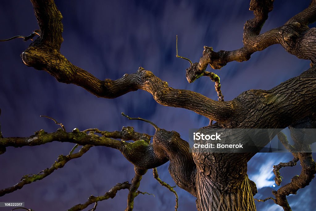 Raro mágico árbol - Foto de stock de Aire libre libre de derechos