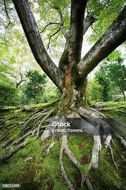 Old Ahorn Tree Stockfoto und mehr Bilder von Wurzel - Wurzel, Baum, Einzelner Baum