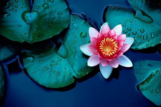 Brightly colored water lily floating on a stil pond stock photo