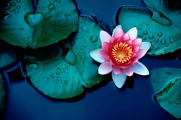 Photo of Brightly colored water lily floating on a stil pond