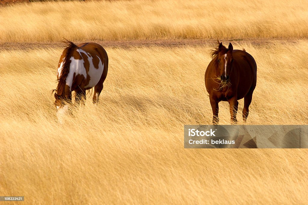 Dois cavalos que pastam em palha campo - Foto de stock de Agricultura royalty-free