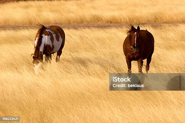 Foto de Dois Cavalos Que Pastam Em Palha Campo e mais fotos de stock de Agricultura - Agricultura, Animal, Animal de estimação