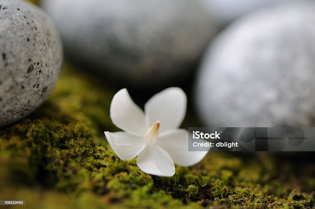 Белый цветок и камнями - Стоковые фото Без людей роялти-фри