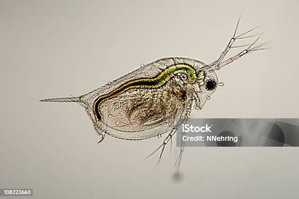 Daphnia Species Micrograph Stock Photo - Download Image Now - Daphnia, Water Flea, Crustacean
