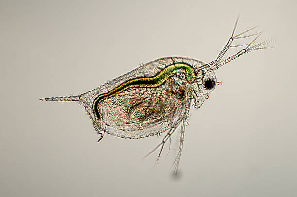 Daphnia Gatunek elektronowy – zdjęcie