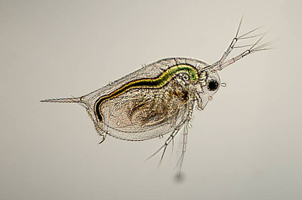 Dáfnia espécies Micrografia - fotografia de stock