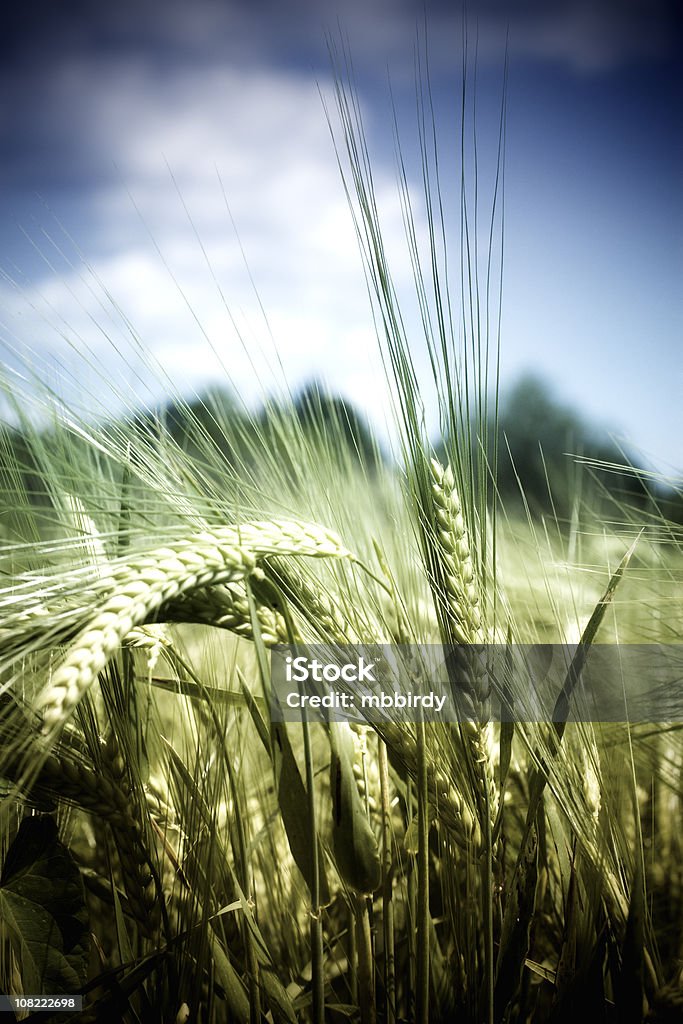 Campo de trigo - Foto de stock de Aire libre libre de derechos