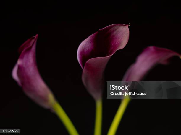 백합 검은 꽃-식물에 대한 스톡 사진 및 기타 이미지 - 꽃-식물, 보라색, 검정색 배경